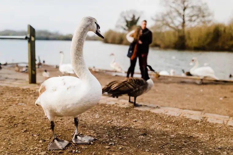 UK Pre-Wedding Engagement Shoot, Dinton Pastures — Beziique — image 5 of 54